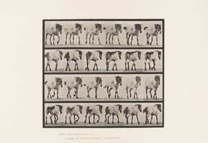 プレート575.ウォーキング;自由;ダークグレーのベルギー馬ヘンゼル、1885 作： Eadweard Muybridge