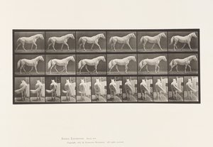 プレート576ウォーキング・フリー・ライトグレー・ホース・イーグル 作： Eadweard Muybridge