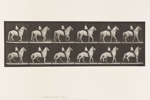 プレート577.ウォーキング;サドル;不規則;ホワイトホースクリントン、1885 作： Eadweard Muybridge