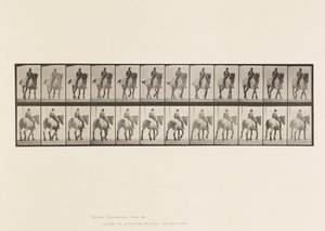 プレート578.ウォーキング、ベアバック、ダークグレーのベルギー馬デューゼル 作： Eadweard Muybridge