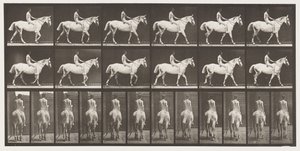プレート581.ウォーキング、ベアバック、ライダー、43、ヌード;ライトグレイのホーススミス、1885 作： Eadweard Muybridge