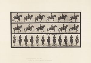 プレート584.ウォーキング;サドル;不規則;ブラウンマーレビューティー、1885 作： Eadweard Muybridge