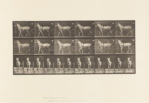 プレート586.ウォーキング;不機嫌;ライトグレーマーレ、カティディッド、1885 作： Eadweard Muybridge