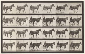 プレート587.ウォーキング;不機嫌;ソレルマーレネリーローズ、1885 作： Eadweard Muybridge