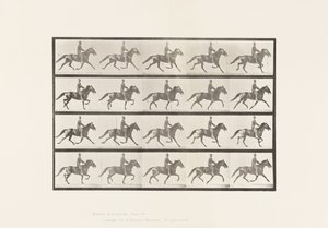 プレート591.ロッキング 作： Eadweard Muybridge