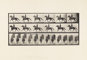 プレート 593ロッキング（ペーシング）。サドル；ブラウンホース・プロント 作： Eadweard Muybridge