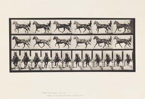 プレート 595ロッキング（ペーシング）。サルキー；ブラウンホースプロント 作： Eadweard Muybridge