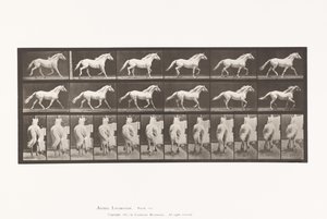 プレート596トロッティング・フリー・ライトグレーホース・イーグル 作： Eadweard Muybridge