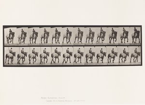 プレート599トロッティング・ベアバック・ダークグレー・デューゼル 作： Eadweard Muybridge