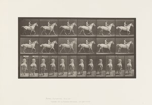 プレート602.Trotting; Bareback;ライダー、43、ヌード;ライトグレイホーススミス、1885 作： Eadweard Muybridge