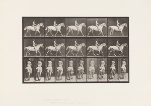 プレート 603トロッティング、サドル、ライド、43、ワイド、ライトグレー・ホース・スミス 作： Eadweard Muybridge