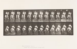プレート604トロッティング、鞍、白馬、エルベロン 作： Eadweard Muybridge