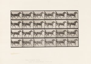 プレート607。Trotting; Sulky; Bay Mare, Lizzie M. 作： Eadweard Muybridge