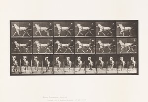 プレート610 トロッティング；サルキー；グレイメア、カティディッド 作： Eadweard Muybridge