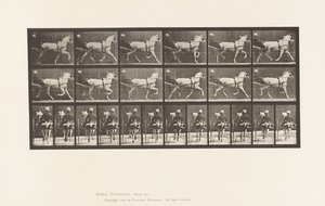 プレート611 トロッティング、サルキー、グレー・メア、カティディッド 作： Eadweard Muybridge