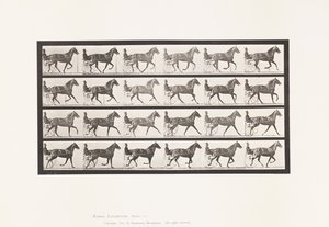 プレート614トロッティング、ブレーキング・トゥ・ギャロップ、ソレル牝馬フローデ・ホールデン 作： Eadweard Muybridge