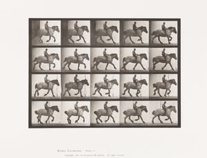 プレート 615 キャンター：ベアバック ダークグレーのベルギー馬 ハンセル 作： Eadweard Muybridge