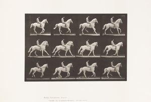 プレート617。キャンター。ベアバック;ライダー、106、ヌード;ホワイトホースクリントン、1885 作： Eadweard Muybridge