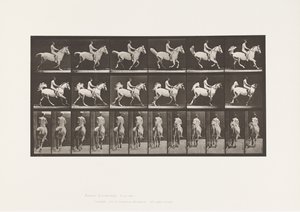 プレート622。キャンター。サドル;ライダー、43、ヌード;灰色の馬スミス、1885 作： Eadweard Muybridge