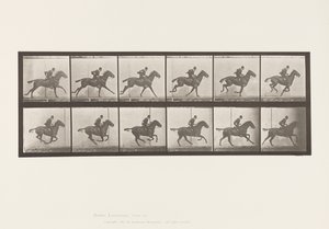 プレート624ギャロップ；サドル；ベイホース・デイジー 作： Eadweard Muybridge