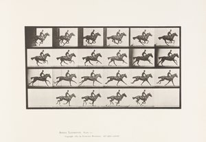 Plate 625.サラブレッド・ベイホース・ブーケ「ギャロップ 作： Eadweard Muybridge