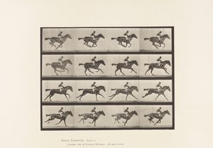 プレート626サラブレッド・ベイ・メア・アニーGのギャロップ。 作： Eadweard Muybridge