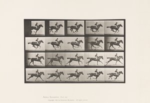 プレート627サラブレッド・ベイメア・アニーGのギャロップ 作： Eadweard Muybridge