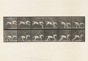 プレート 641ハードルを跳ぶこと、鞍、ハードルを越えることと 作： Eadweard Muybridge