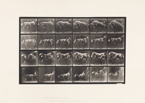 プレート 6483頭の馬を飛び越える；A,B；栗毛の馬 ホーネット 作： Eadweard Muybridge