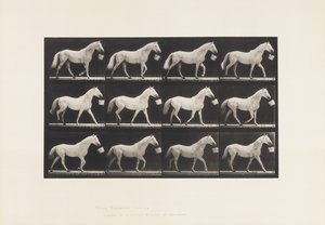 プレート650バケツをくわえて歩く、ライトグレーの馬 作： Eadweard Muybridge