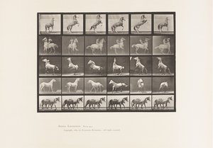 プレート 652A、B、C、D、E、馬の飼育、その他 作： Eadweard Muybridge