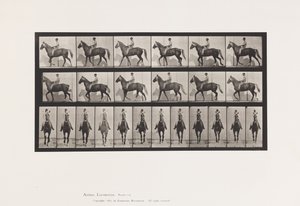 プレート 654歩くこと；鞍；跛行、右前足；馬-バックスキン 作： Eadweard Muybridge