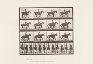 プレート655歩行、鞍、右後肢のスパビン、馬 作： Eadweard Muybridge