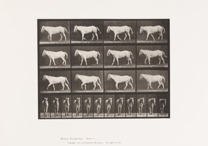プレート 656歩行；自由；軟骨の骨化 作： Eadweard Muybridge