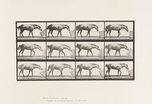 プレート 657箱を転がす；ポニー、ロッタ 作： Eadweard Muybridge