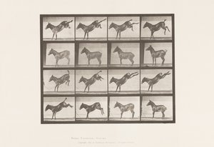 プレート 658ラバ、A、蹴る、B、ルースを蹴る 作： Eadweard Muybridge