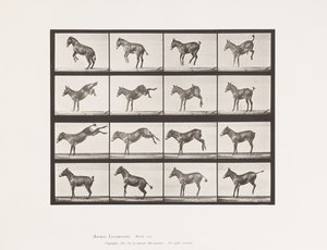 プレート 659ラバ；A、B、バックして蹴る；ルース 作： Eadweard Muybridge