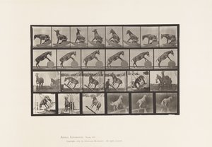 プレート660ミュール；その他のパフォーマンス デンバー 作： Eadweard Muybridge