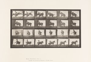 プレート 661.ミュール；A, B, 難治性動物ルース 作： Eadweard Muybridge