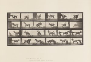 プレート 662ミュール；A, B, 難治性動物デンバー 作： Eadweard Muybridge