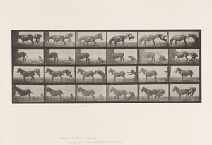 プレート663ミュール；A, B, 難治性動物デンバー 作： Eadweard Muybridge