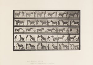プレート664ラバ、様々なパフォーマンス、テーブルでの様子など 作： Eadweard Muybridge