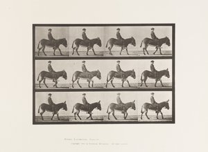 プレート665驢馬（ろば）、歩行、生身、少年の乗馬、ジェニー 作： Eadweard Muybridge