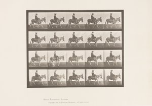プレート666驢馬、歩行、鞍、乗馬する少女、動物園 作： Eadweard Muybridge