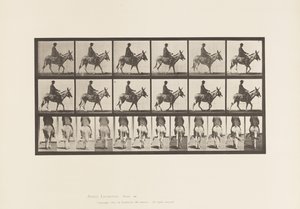 プレート667驢馬、歩行、鞍、乗馬する少年、動物園 作： Eadweard Muybridge