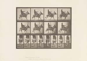 プレート668驢馬（ろば）」「野良犬」「鞍」「乗馬する少年」「動物園 作： Eadweard Muybridge