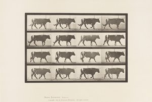 プレート 669牛、歩く 作： Eadweard Muybridge