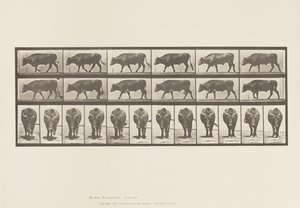 プレート 670牛、歩く 作： Eadweard Muybridge