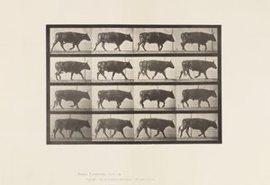 プレート 672牛、疾走 作： Eadweard Muybridge