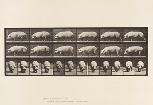 プレート 673雌豚の散歩 作： Eadweard Muybridge